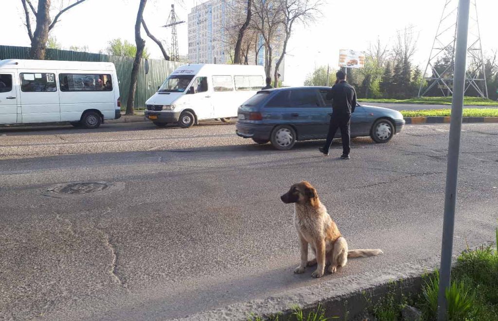 бездомный пес в Душанбе