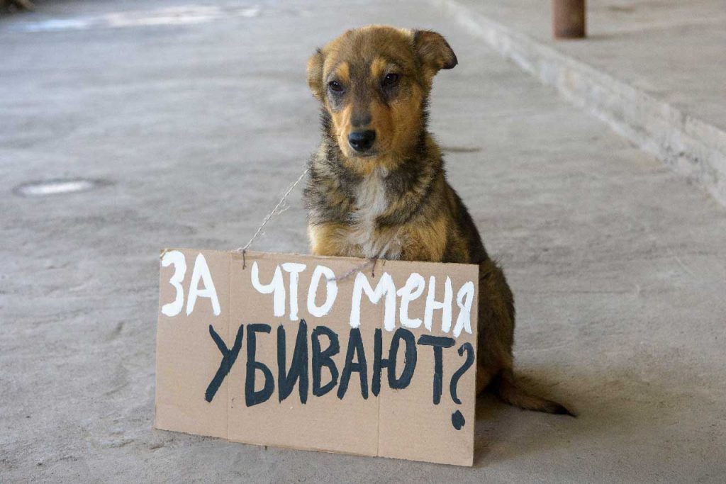 Фото из душанбинкского приюта для собак