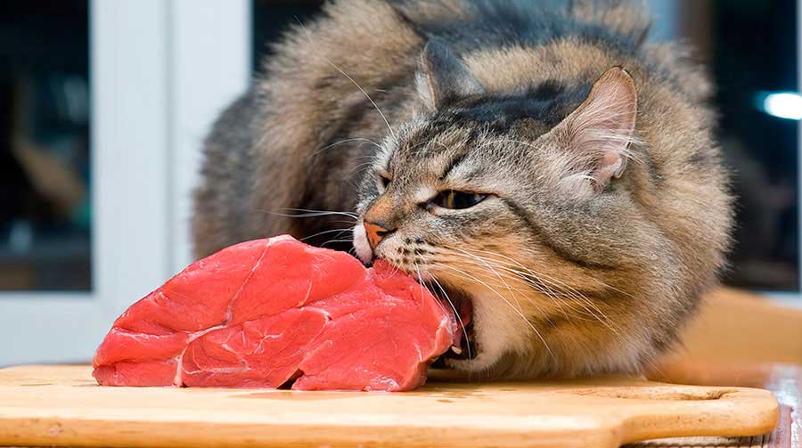 Советы ветеринара, как правильно кормить кошку