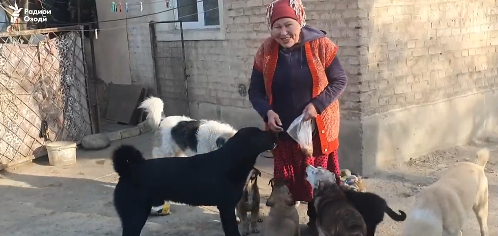 Одинокая Гульсина и её 18 собак